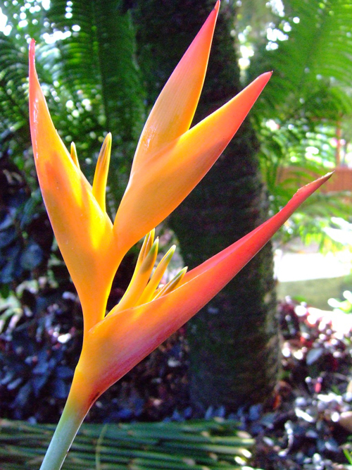 Melanie Heinrich - Travel St. Lucia